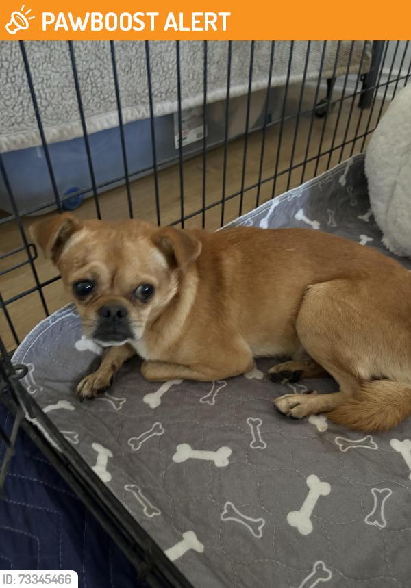 Found/Stray Male Dog last seen 240th and East Ave O Lancaster, Los Angeles County, CA 93591