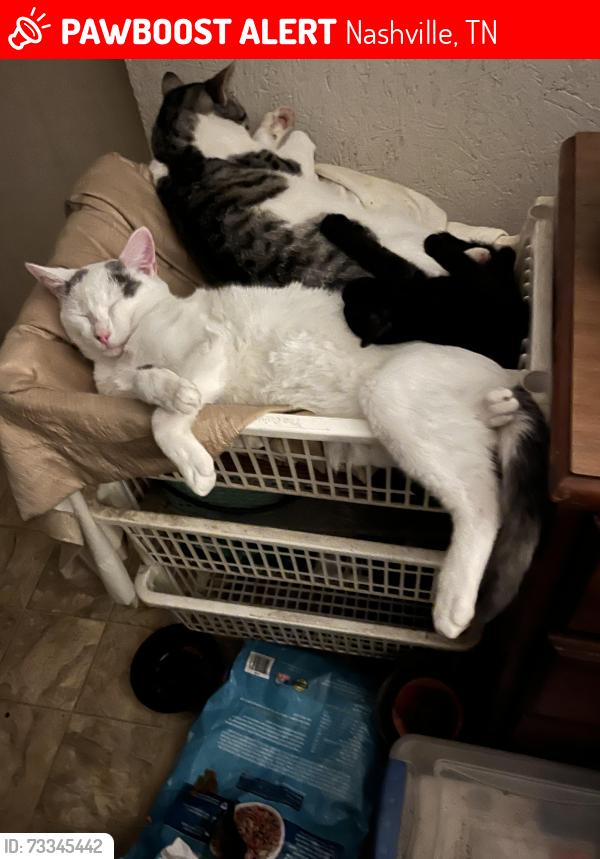 Lost Male Cat last seen 19th Avenue North, Nashville, TN 37208