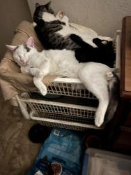 Lost Male Cat last seen 19th Avenue North, Nashville, TN 37208