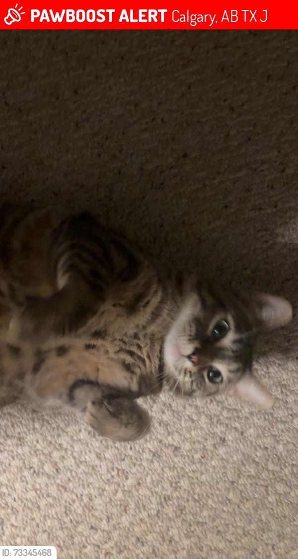 Lost Female Cat last seen Near chaparral drive, Calgary, AB T2X 3J6