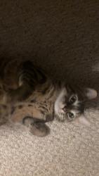 Lost Female Cat last seen Near chaparral drive, Calgary, AB T2X 3J6