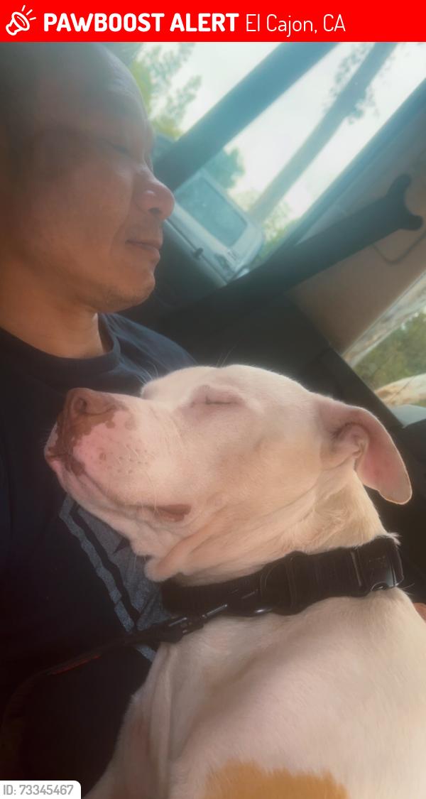 Lost Male Dog last seen oro ,summoner,broadway, El Cajon, CA 92021