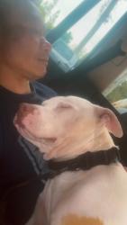 Lost Male Dog last seen oro ,summoner,broadway, El Cajon, CA 92021