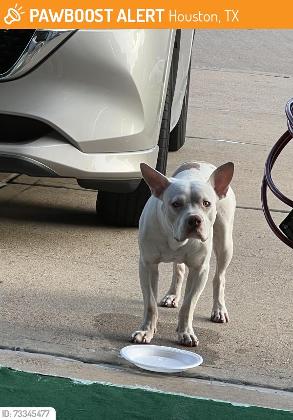 Found/Stray Unknown Dog last seen Dawntreader Dr. in Villages of Cypress Lakes, Houston, TX 77429
