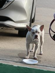 Found/Stray Unknown Dog last seen Dawntreader Dr. in Villages of Cypress Lakes, Houston, TX 77429