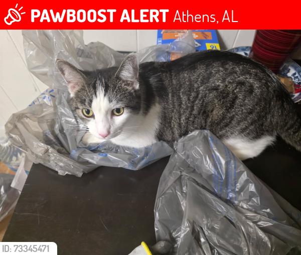 Lost Male Cat last seen apmt village near the end of 31 on Highway 99., Athens, AL 35611