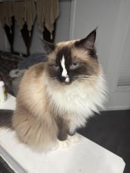 Lost Female Cat last seen High Meadow Road, Genesee, CO 80401