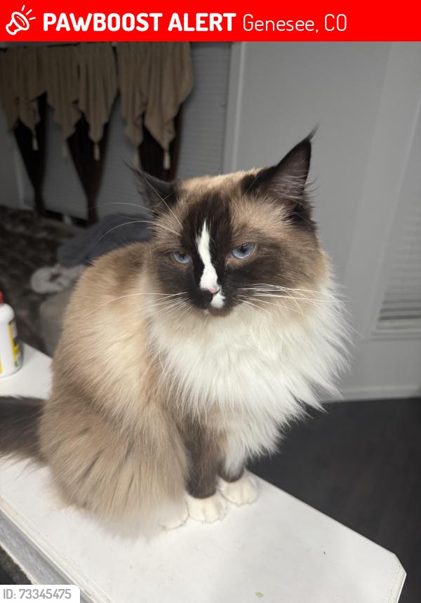 Lost Female Cat last seen High Meadow Road, Genesee, CO 80401