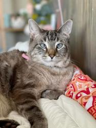 Lost Female Cat last seen 11th pl se, Lake Stevens, WA 98258