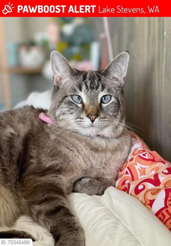 Lost Female Cat last seen 11th pl se, Lake Stevens, WA 98258