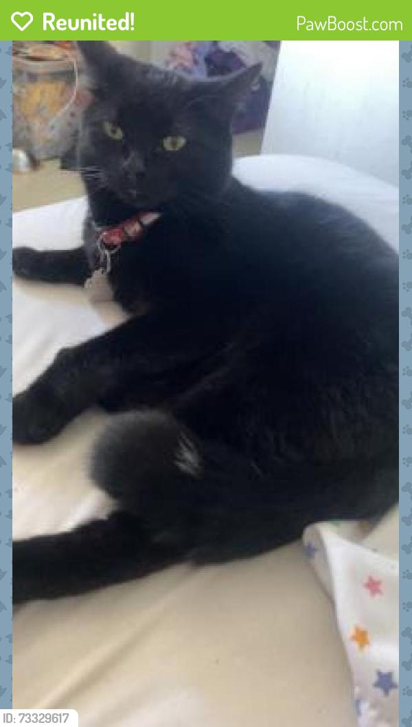 Reunited Male Cat last seen Edgeland and Corydon, Winnipeg, MB 