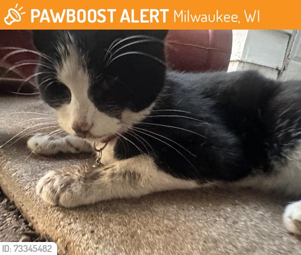 Found/Stray Unknown Cat last seen By 14th and Hayes, Milwaukee, WI 53215