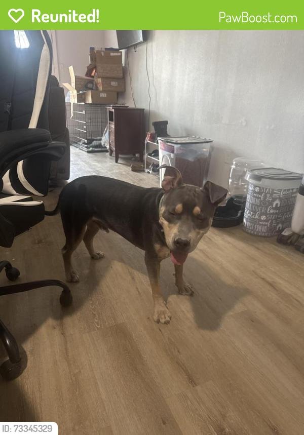 Reunited Male Dog last seen Wayside Dr, Panda Dr, San Antonio, TX 78213