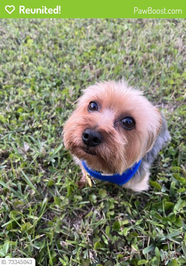 Reunited Male Dog last seen Striling rd, Davie, FL 33314