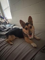 Found/Stray Male Dog last seen Carver church, Columbus, GA 31906