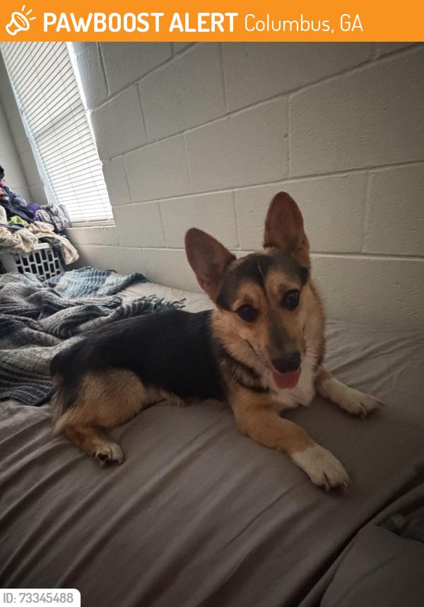 Found/Stray Male Dog last seen Carver church, Columbus, GA 31906