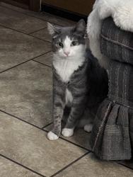 Lost Female Cat last seen Near highway 24, Townville, SC 29689