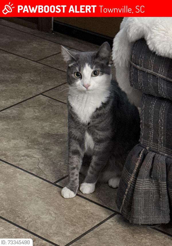 Lost Female Cat last seen Near highway 24, Townville, SC 29689