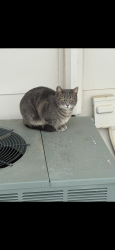 Lost Female Cat last seen YMCA, Omaha, NE 68134