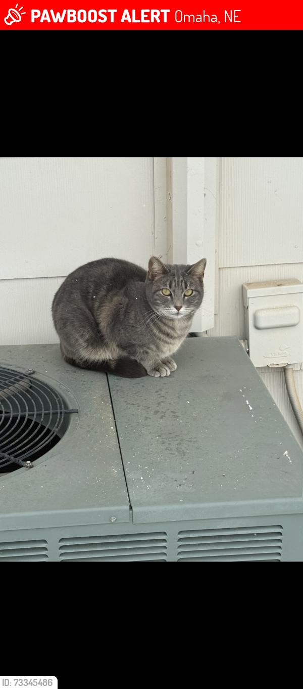 Lost Female Cat last seen YMCA, Omaha, NE 68134