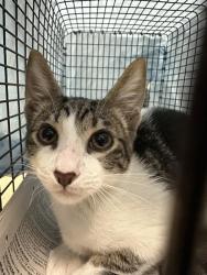 Shelter Stray Unknown Cat last seen Near BLOCK NW 116 TER, CORAL SPRINGS FL 33076, 2400 SW 42nd St, Fort Lauderdale, FL 33312, USA