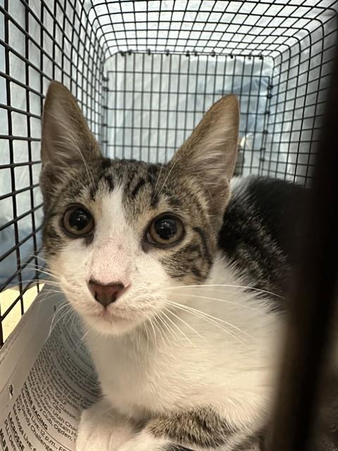 Shelter Stray Unknown Cat last seen Near BLOCK NW 116 TER, CORAL SPRINGS FL 33076, 2400 SW 42nd St, Fort Lauderdale, FL 33312, USA