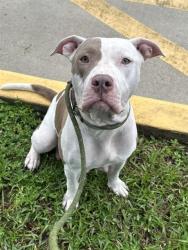 Shelter Stray Unknown Dog last seen Near BLOCK N STATE RD 7, HOLLYWOOD, FL 33021, 2400 SW 42nd St, Fort Lauderdale, FL 33312, USA