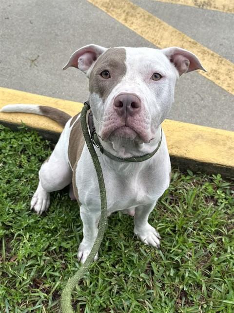 Shelter Stray Unknown Dog last seen Near BLOCK N STATE RD 7, HOLLYWOOD, FL 33021, 2400 SW 42nd St, Fort Lauderdale, FL 33312, USA