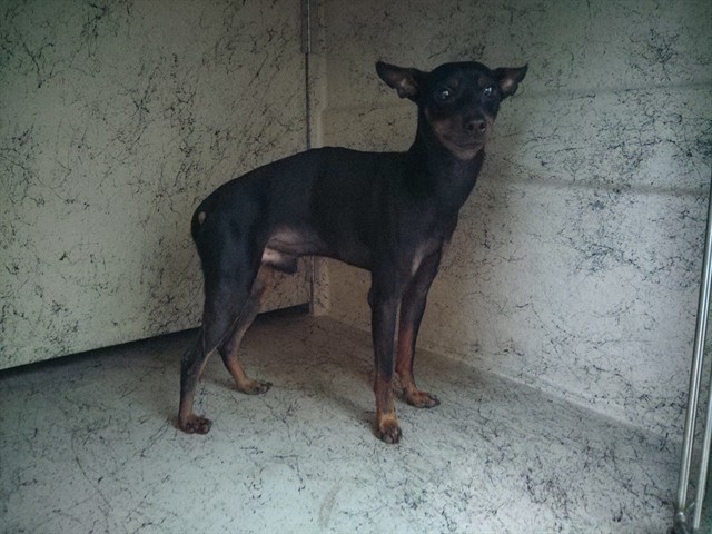 Shelter Stray Male Dog last seen Near BLOCK NW 37 ST, LAUDERHILL FL 33319, 2400 SW 42nd St, Fort Lauderdale, FL 33312, USA