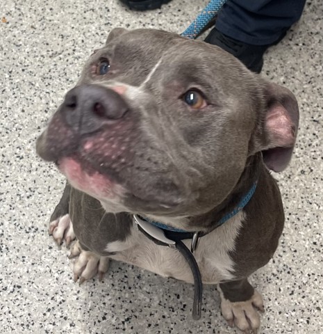 Shelter Stray Male Dog last seen Near BLOCK HUNTINGTON DETROIT MI 48219, 7401 Chrysler Dr, Detroit, MI 48211, USA