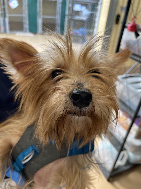 Shelter Stray Female Dog last seen MARBLE CT AND SLATE ST, 130 Beyer Way, Chula Vista, CA 91911, USA
