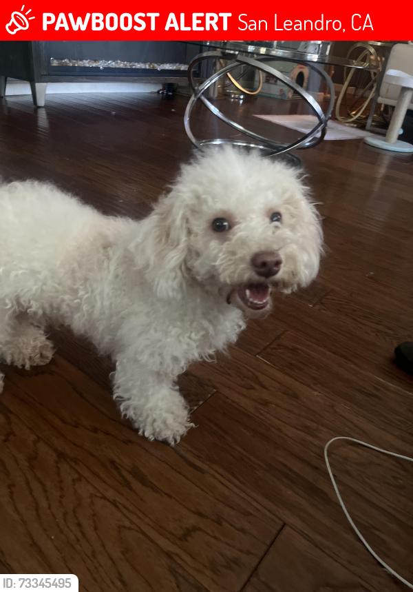 Lost Female Dog last seen San Leandro marina, San Leandro, CA 94577