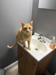 Lost Male Cat last seen hse, Fort Myers, FL 33905