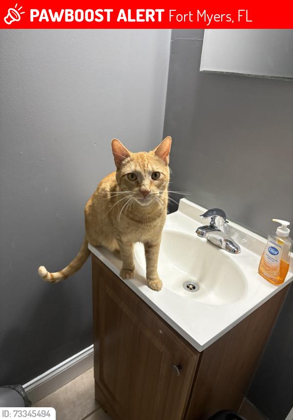 Lost Male Cat last seen hse, Fort Myers, FL 33905