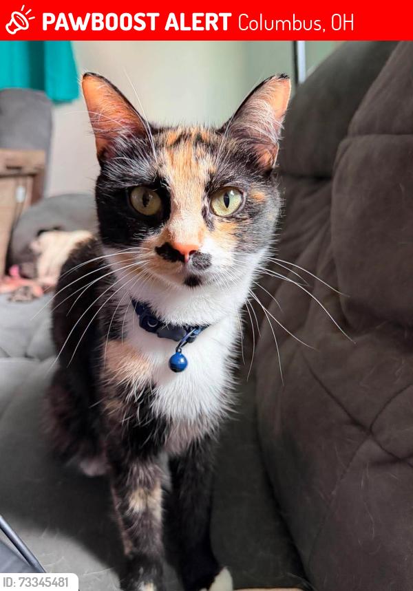 Lost Female Cat last seen E 23rd Ave and Medina in South Linden., Columbus, OH 43211