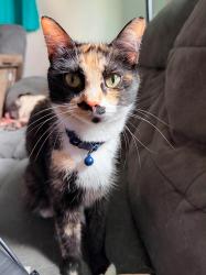 Lost Female Cat last seen E 23rd Ave and Medina in South Linden., Columbus, OH 43211