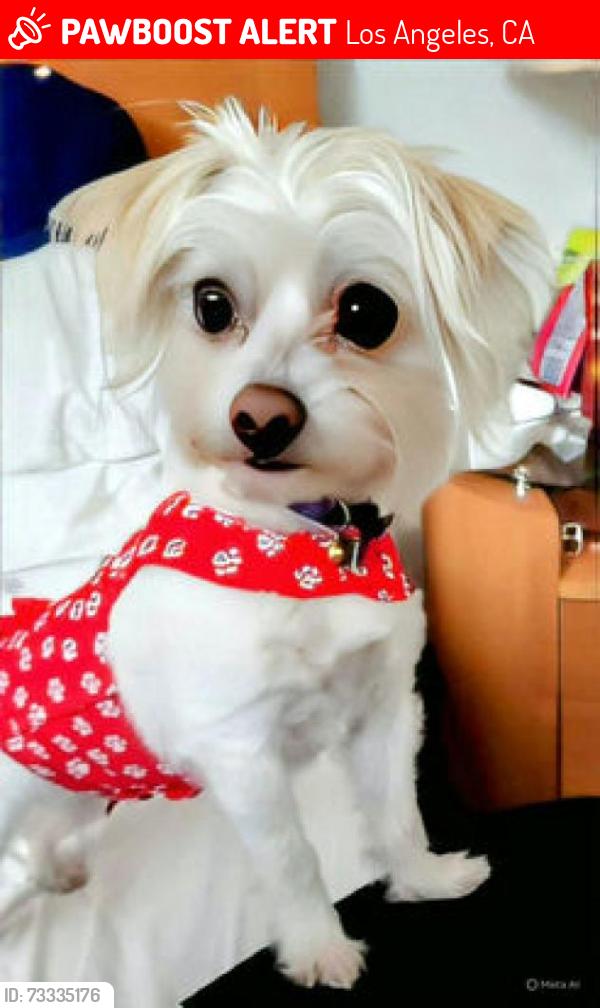 Lost Female Dog last seen Near 10926 Hortense Street, North Hollywood, CA 91602, Los Angeles, CA 91602