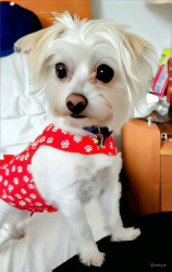 Lost Female Dog last seen Near 10926 Hortense Street, North Hollywood, CA 91602, Los Angeles, CA 91602