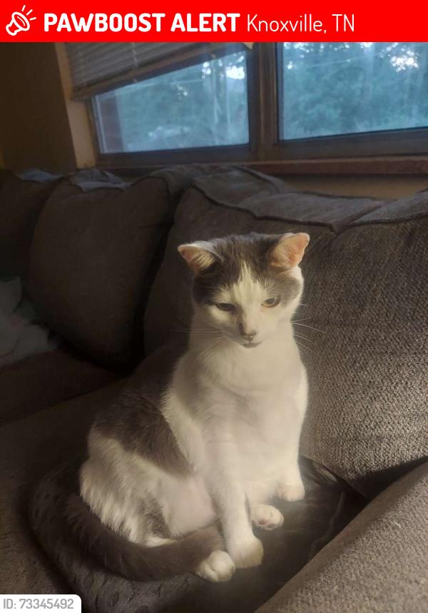Lost Male Cat last seen Middlebrook Pike, Knoxville, TN 37923