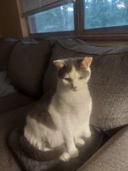 Lost Male Cat last seen Middlebrook Pike, Knoxville, TN 37923