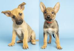 Shelter Stray Male Dog last seen A26-105988, 5501 E Van Buren St, Phoenix, AZ 85008, USA