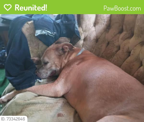 Reunited Female Dog last seen Carmel Ridge Rd, Oconee County, SC 29676