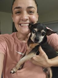 Reunited Male Dog last seen Near ne 172 nd st, North Miami Beach, FL 33162