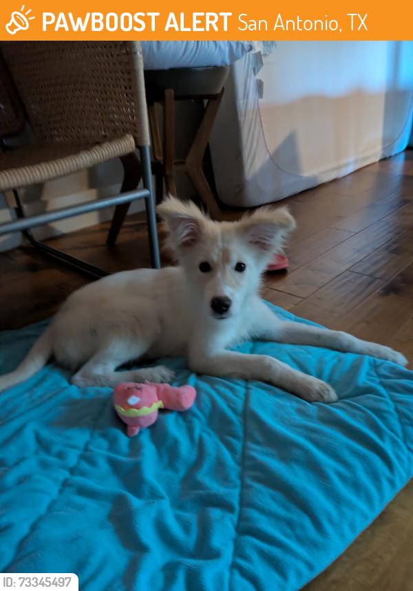 Found/Stray Unknown Dog last seen HEB on E Houston Street, San Antonio, TX 78202