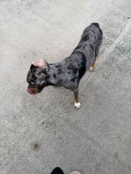 Found/Stray Male Dog last seen Sugarloaf parkway meets new hope road, Lawrenceville, GA 30045