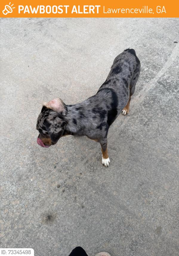 Found/Stray Male Dog last seen Sugarloaf parkway meets new hope road, Lawrenceville, GA 30045