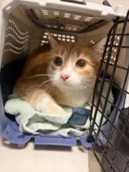 Shelter Stray Female Cat last seen , West Valley Animal Shelter, 20655 Plummer St, Chatsworth, CA 91311, USA