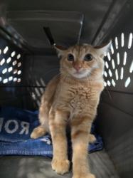 Shelter Stray Male Cat last seen , West Valley Animal Shelter, 20655 Plummer St, Chatsworth, CA 91311, USA