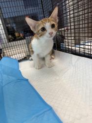 Shelter Stray Female Cat last seen , West Valley Animal Shelter, 20655 Plummer St, Chatsworth, CA 91311, USA
