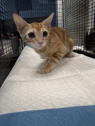 Shelter Stray Female Cat last seen , West Valley Animal Shelter, 20655 Plummer St, Chatsworth, CA 91311, USA